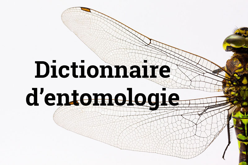 Dictionnaire d'entomologie Bertrand Piron Opie